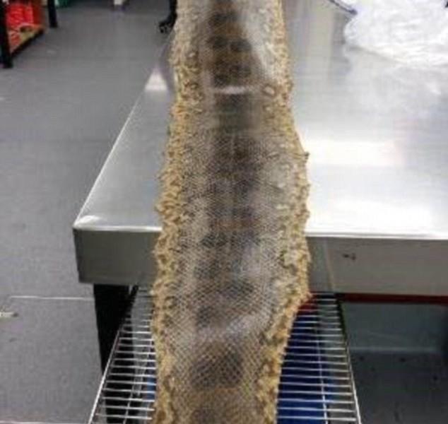 Eight-Foot Anaconda Skin Seized at Airport – FlyerTalk - The world's most  popular frequent flyer community